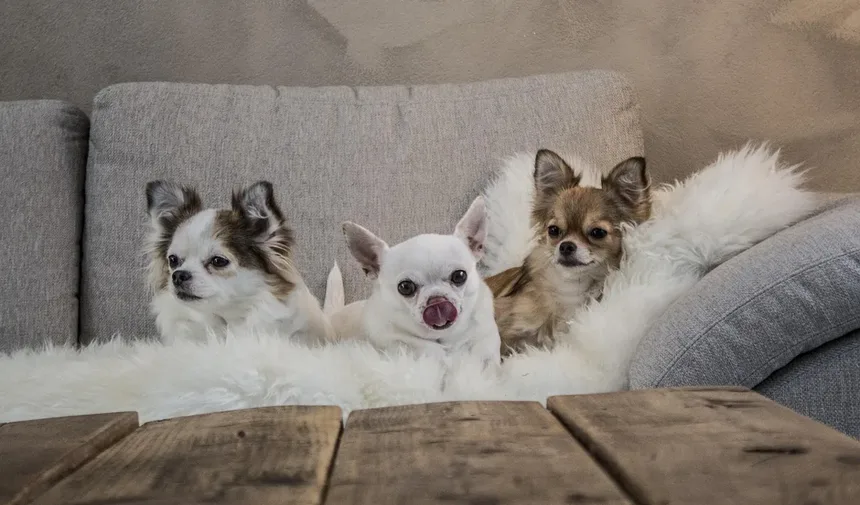 5 Sinais de Doenças Neurológicas em Cães que Você Não Pode Ignorar