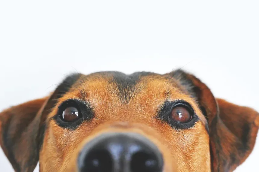 5 Benefícios dos Animais de Estimação para a Saúde Mental Comprovados pela Ciência