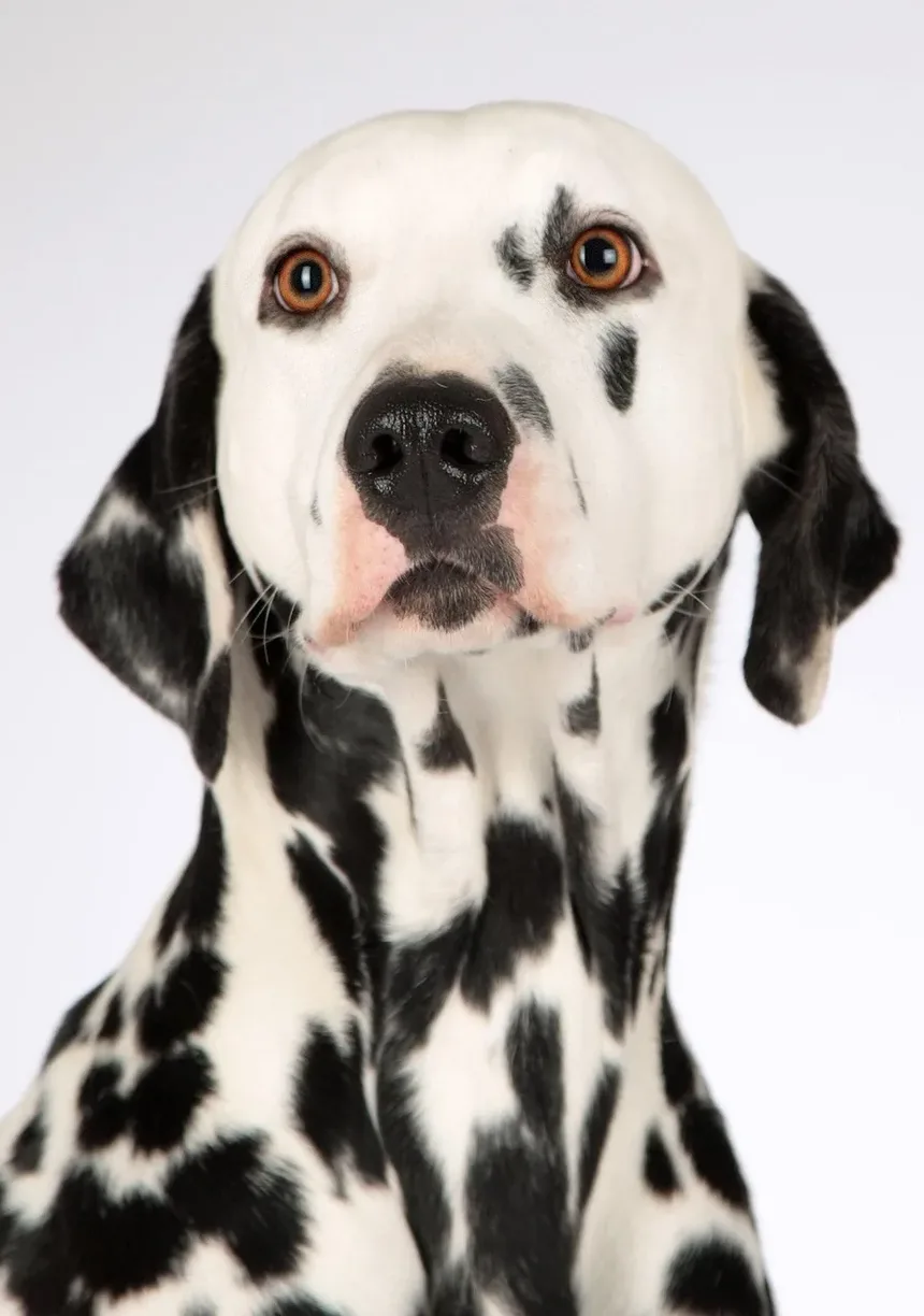 7 Erros que Destruem o Espírito do Seu Cão Sem Você Perceber
