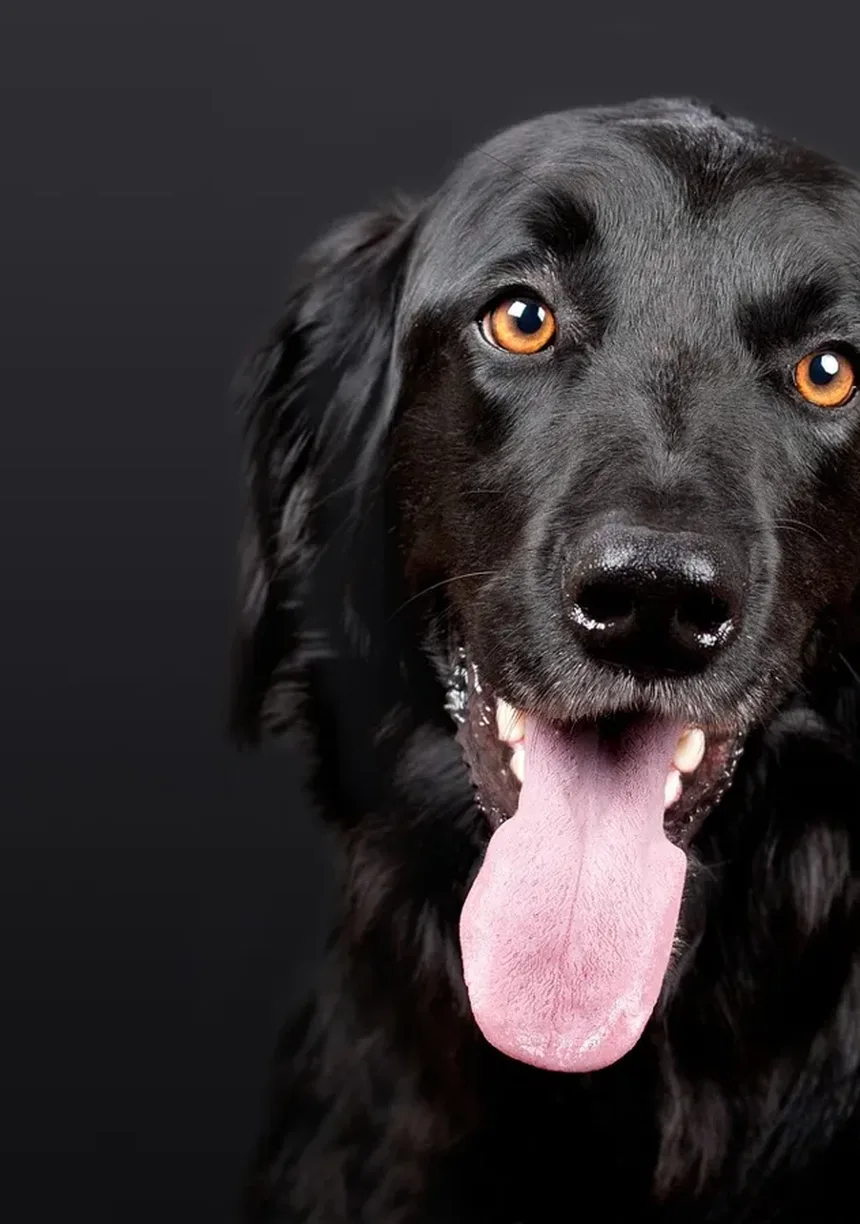 Aborto em Éguas: 5 Causas e Como Prevenir