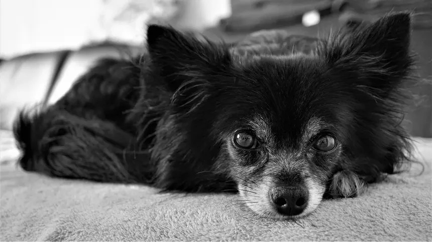 Melhor Ração para Cães Idosos: O Que Saber ao Escolher uma Ração