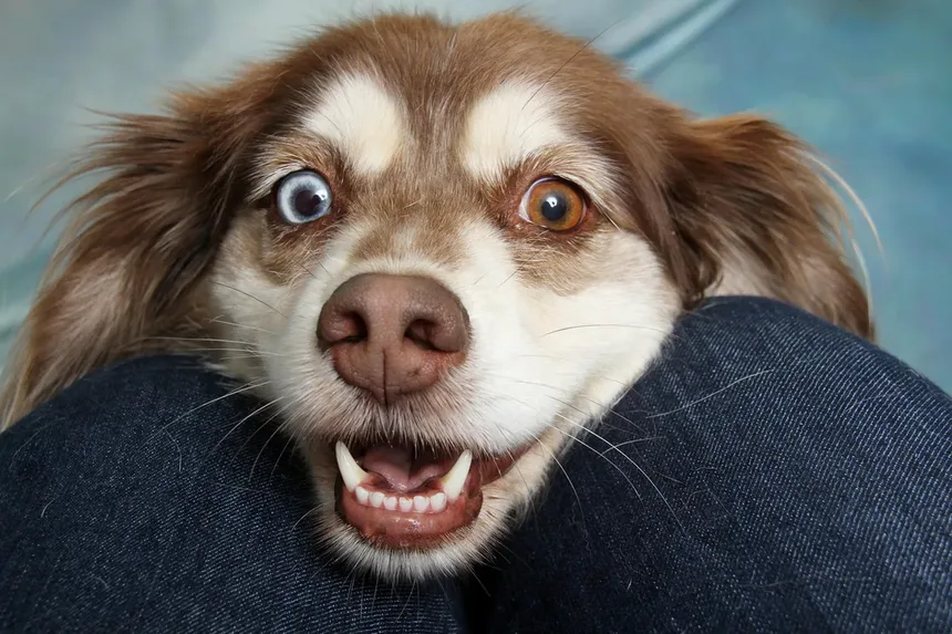 Os Cães Podem Ter Melhores Amigos? Descubra os Sinais!