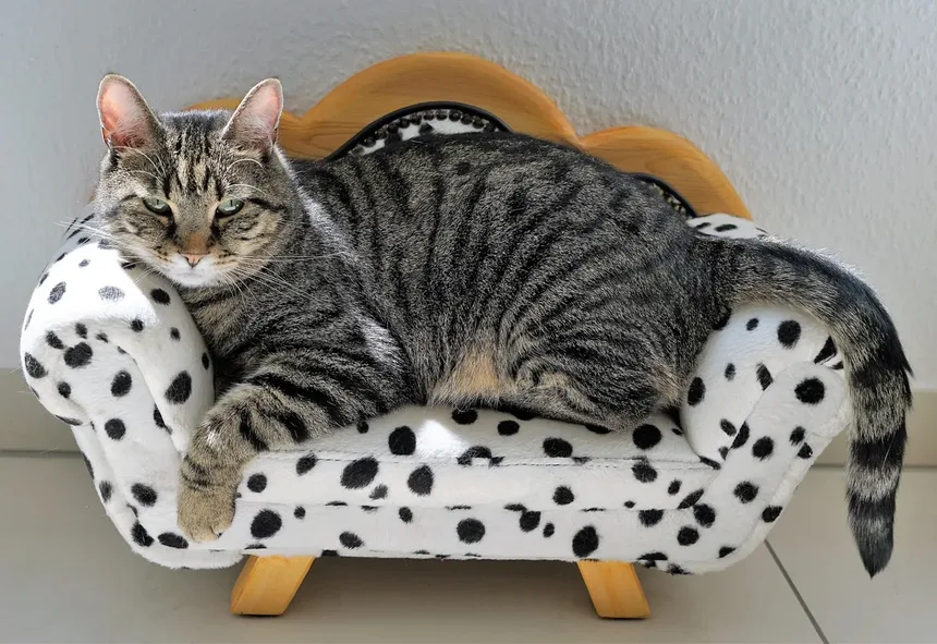 Os Gatos Têm Umbigos? Descubra Esta Curiosidade Felina!