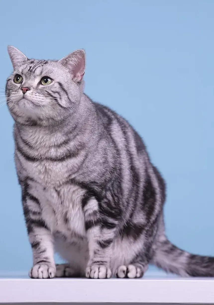 Os Gatos Têm Umbigos? Descubra Esta Curiosidade Felina!