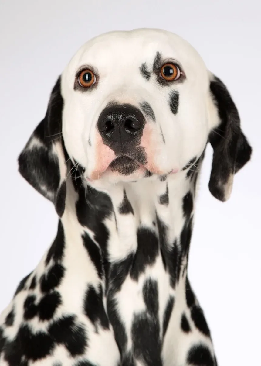 Seu Cachorro Espirra Muito? A Cama Pode Ser a Culpada