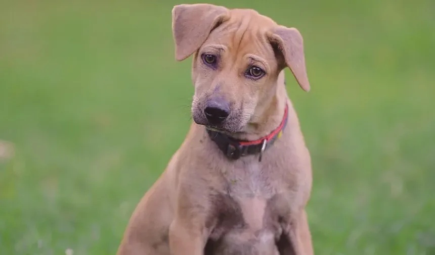 Seu Cachorro Espirra Muito? A Cama Pode Ser a Culpada