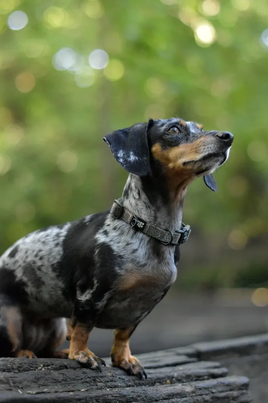 Cachorro Inclinado a Cabeça: Quando se Preocupar e O Que Fazer