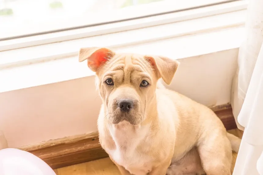 Síndrome de Fanconi em Cães: Tudo o que Você Precisa Saber