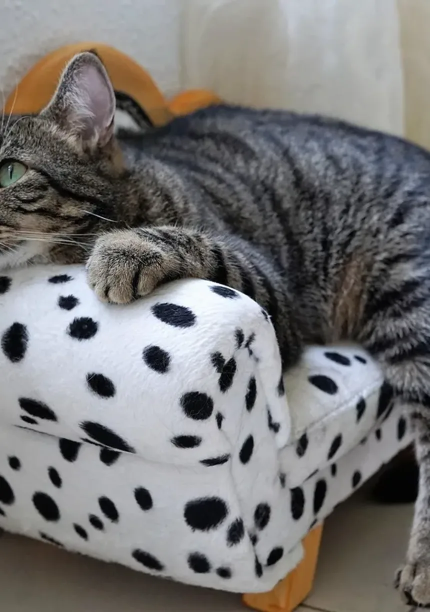 Vermes do Coração em Gatos: Sintomas, Tratamento e Como Prevenir