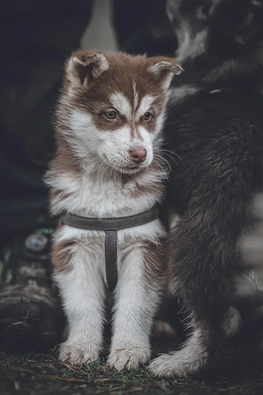 Como Saber Se as Gengivas do Seu Cachorro Estão Saudáveis: Guia Completo