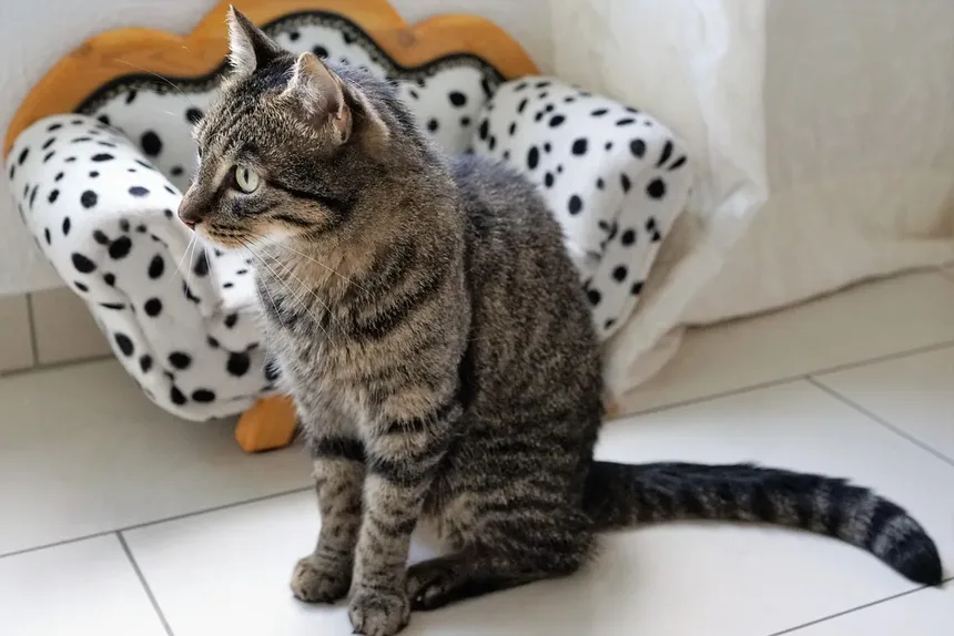 Como Identificar se Seu Gato Está com Dor