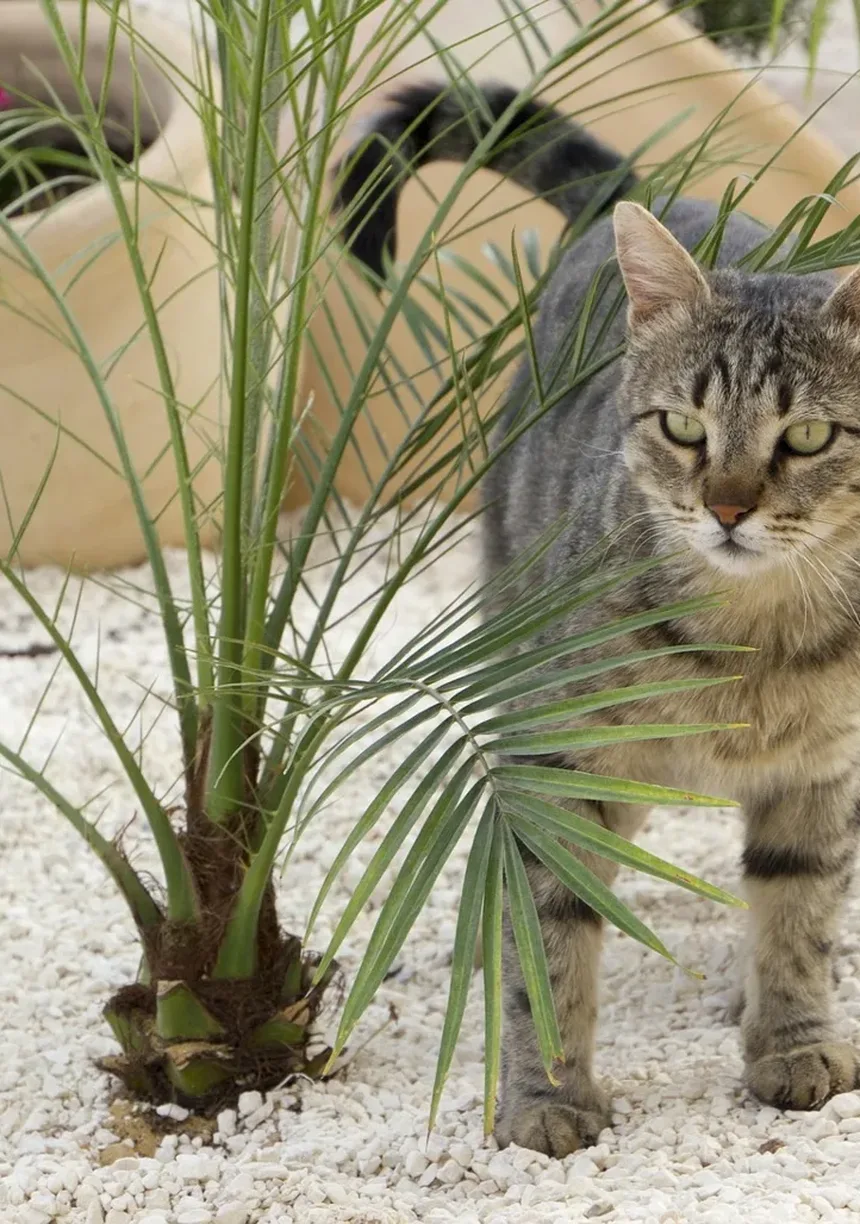 Como Proteger Cães e Gatos de Carrapatos com os Remédios Certos