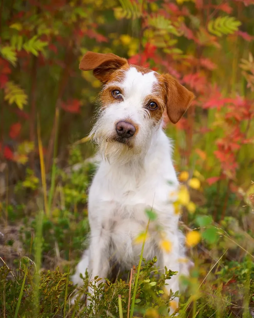 Como Resolver Problemas Comportamentais em Animais de Estimação