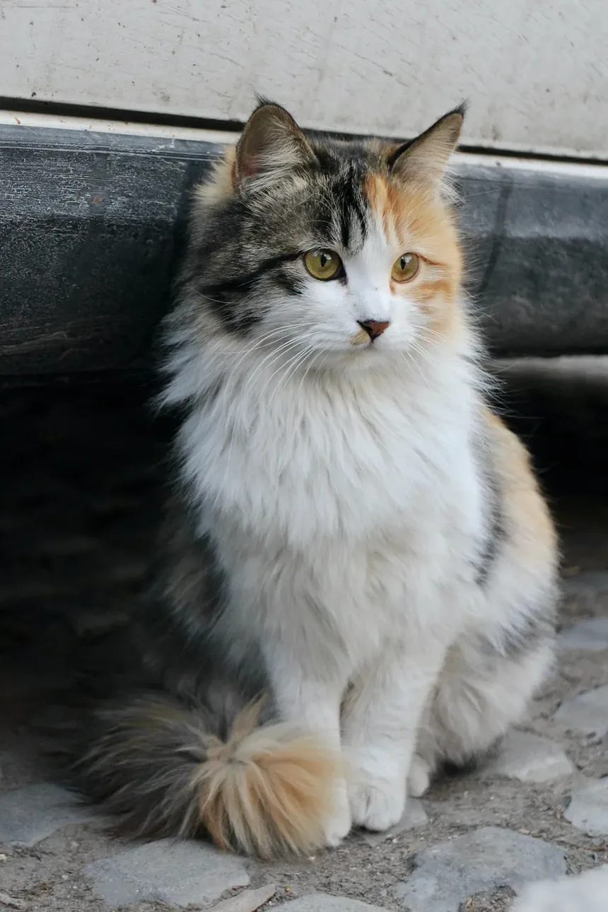 Recomendações para Novos Donos de Gatinhos