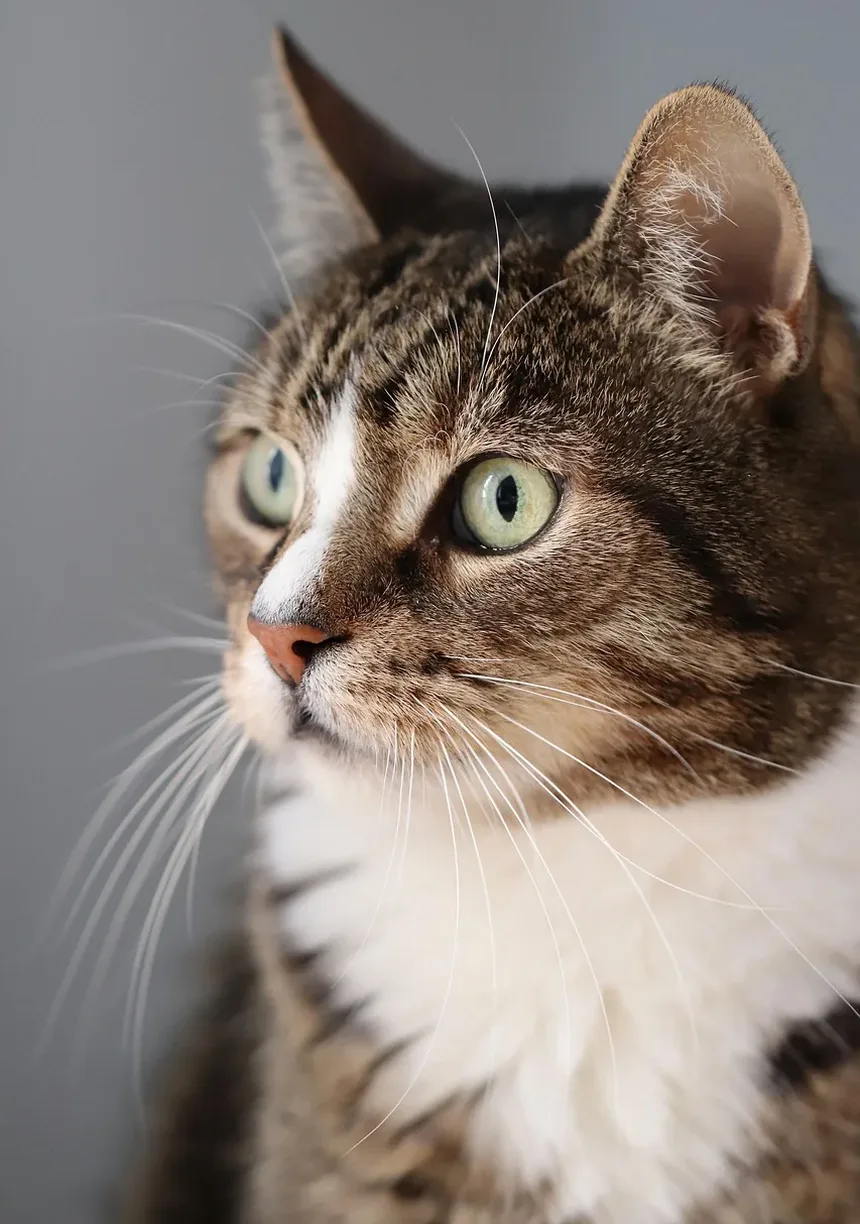 Recomendações para Novos Donos de Gatinhos