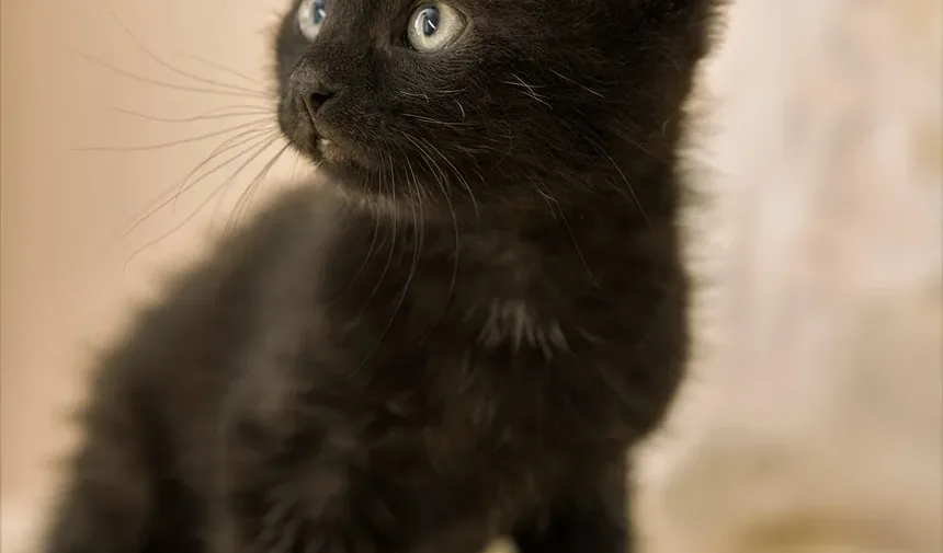 Recomendações para Novos Donos de Gatinhos