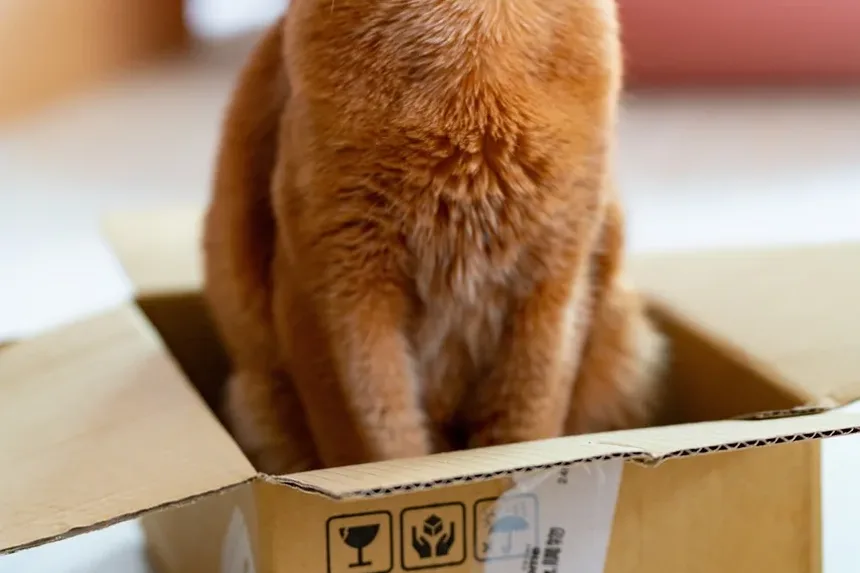 Recomendações para Novos Donos de Gatinhos