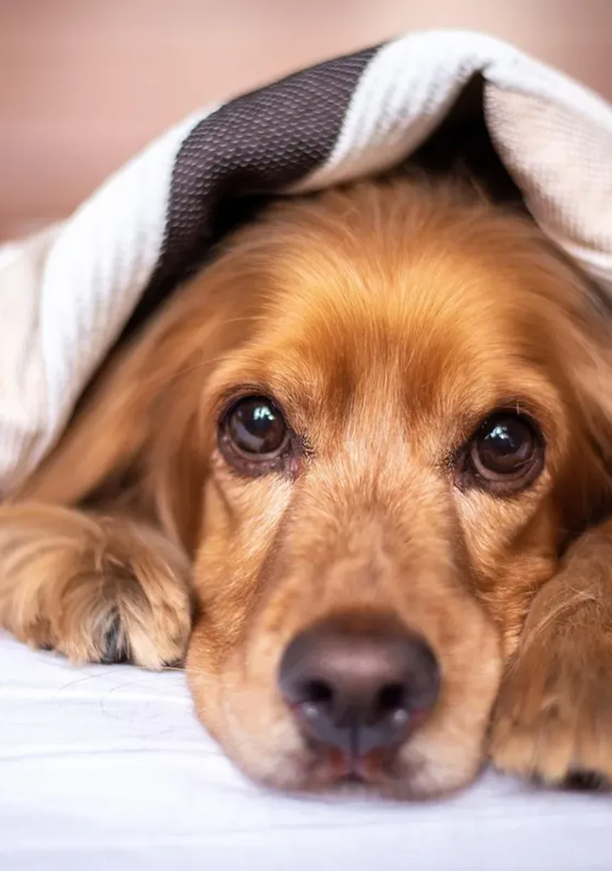 Insuficiência Renal em Coelhos: Sintomas, Tratamento e Prevenção