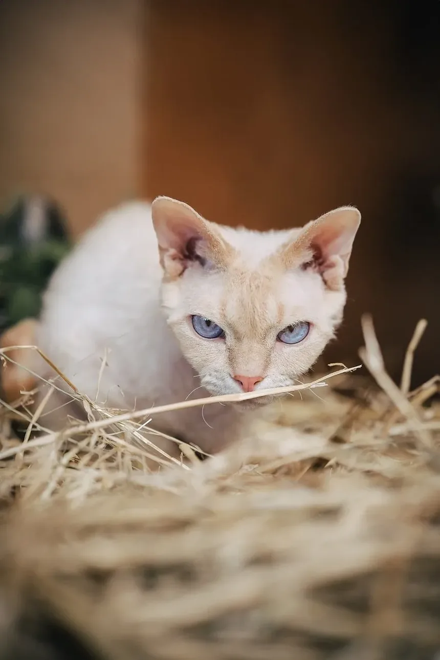 O Cronograma Completo de Vacinação para Gatinhos
