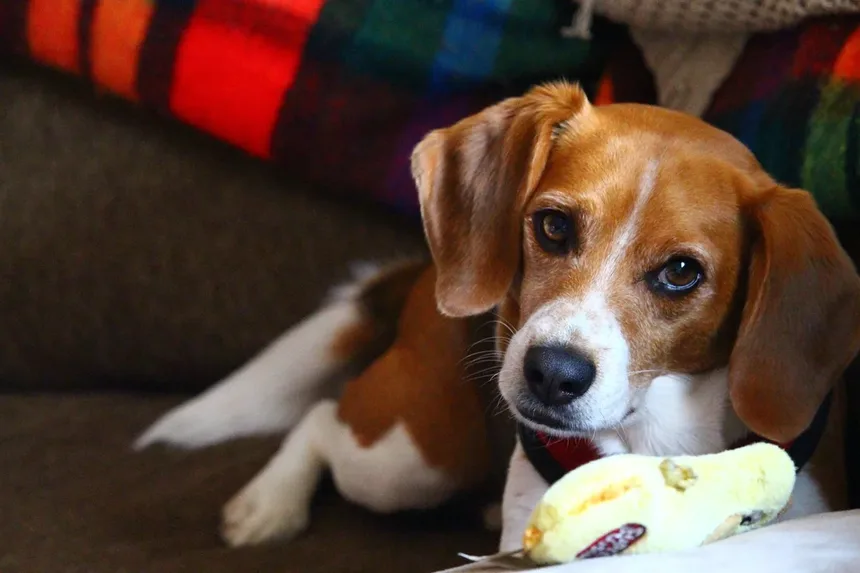 O Que É uma Dieta para Cães Idosos? O Que Alimentar Seu Cão Mais Velho