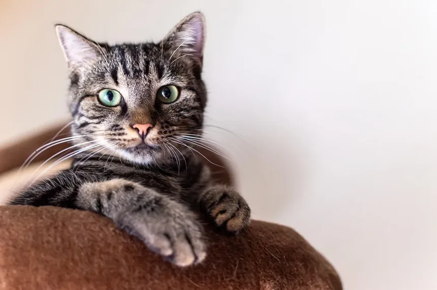 Por que os Gatos Dormem em Nossas Cabeças? 5 Razões Surpreendentes