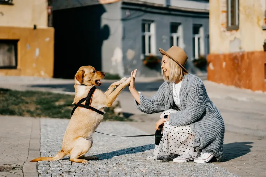 Por que os cães nos olham quando fazem cocô? Descubra os motivos!