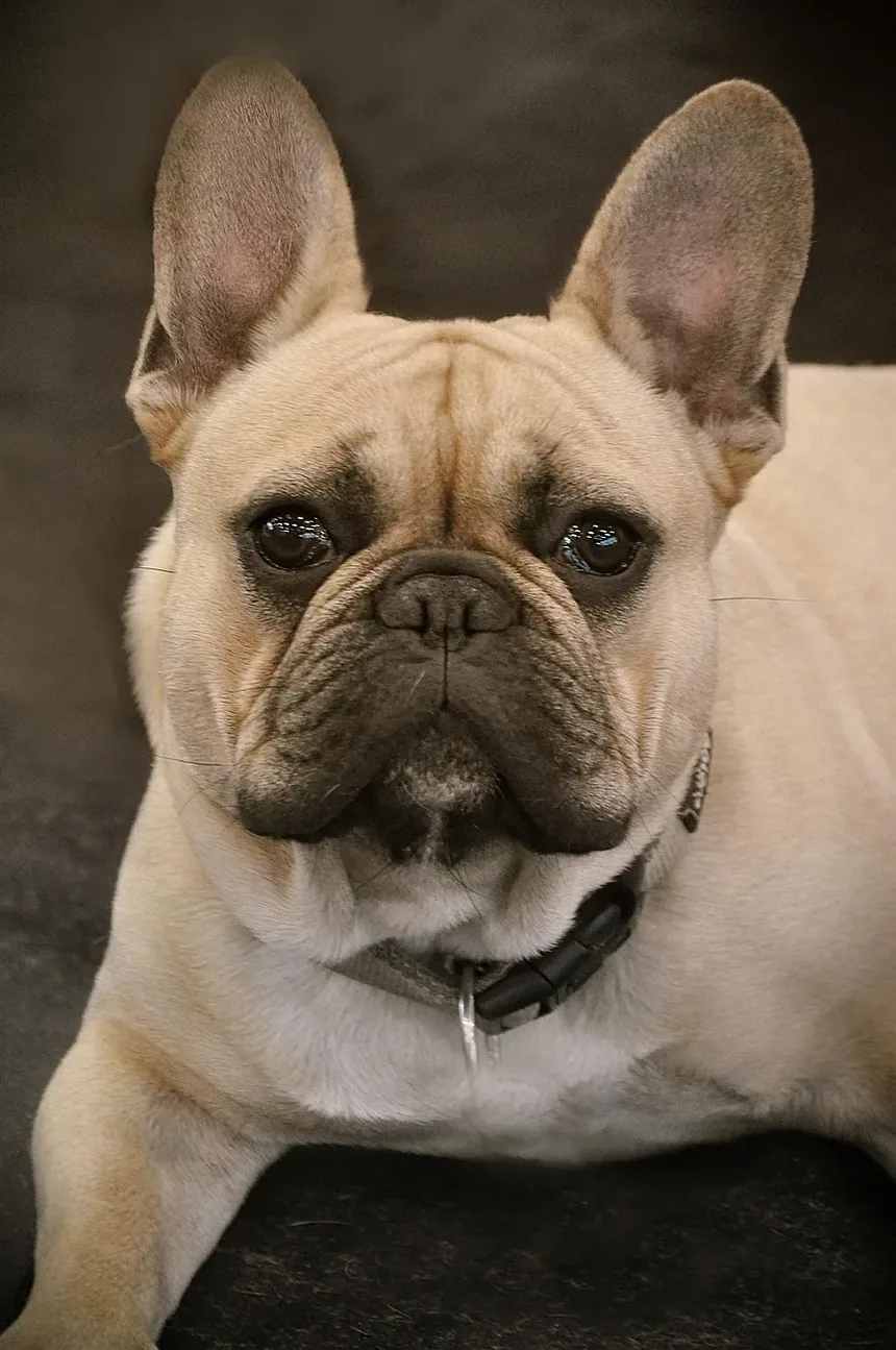 Efeitos Colaterais da Vacina para Alergia em Cães: O Que Você Precisa Saber