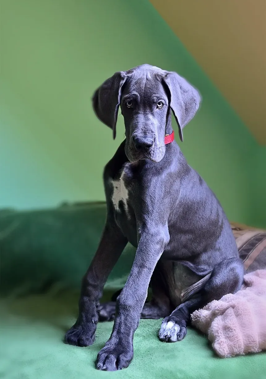Efeitos Colaterais da Vacina para Alergia em Cães: O Que Você Precisa Saber