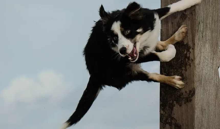 Efeitos Colaterais da Vacina para Alergia em Cães: O Que Você Precisa Saber