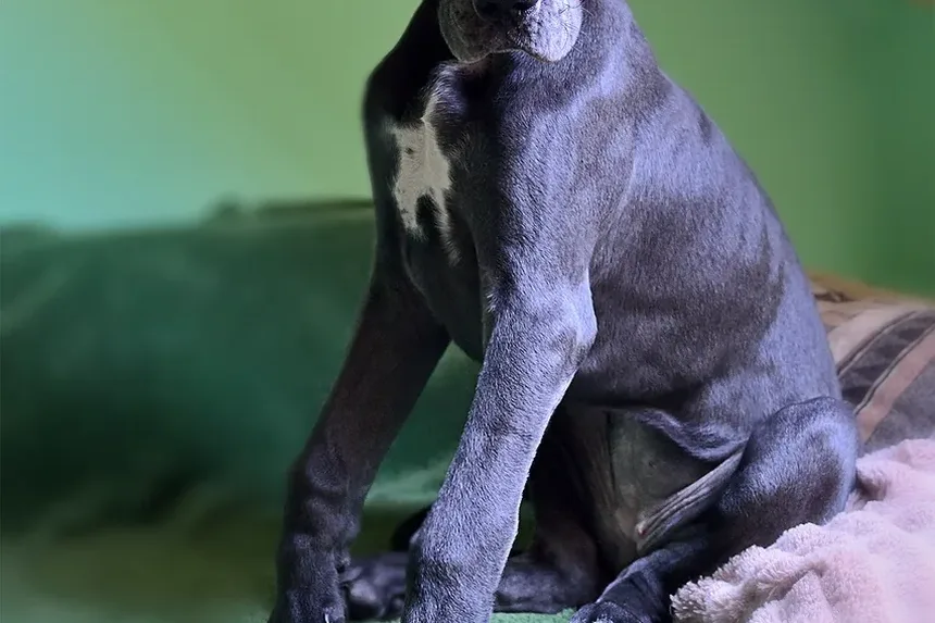 Melhor Comida Caseira para Bulldogs: Um Guia Completo