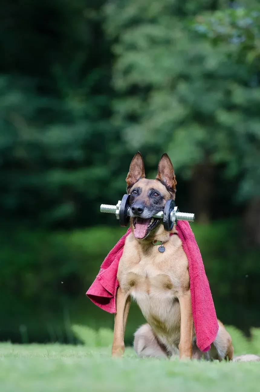 Melhor Comida Caseira para Cães com Pancreatite
