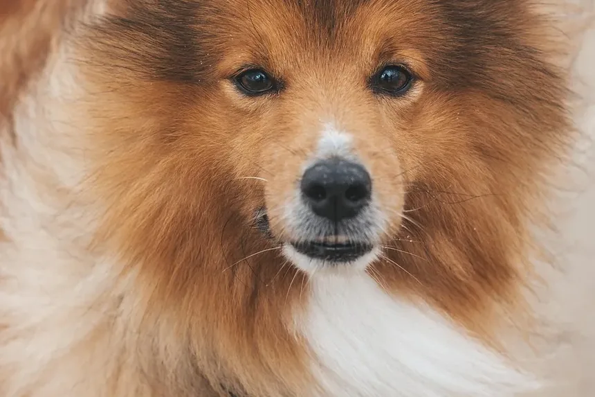 Melhor Comida Caseira para Cães com Pancreatite