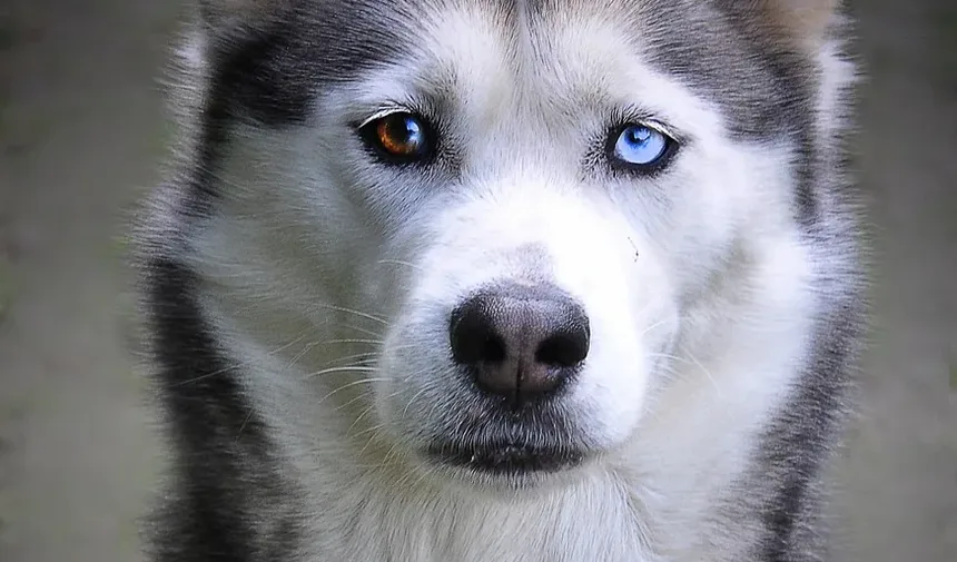 Melhor Comida Caseira para Cães com Shunt Hepático