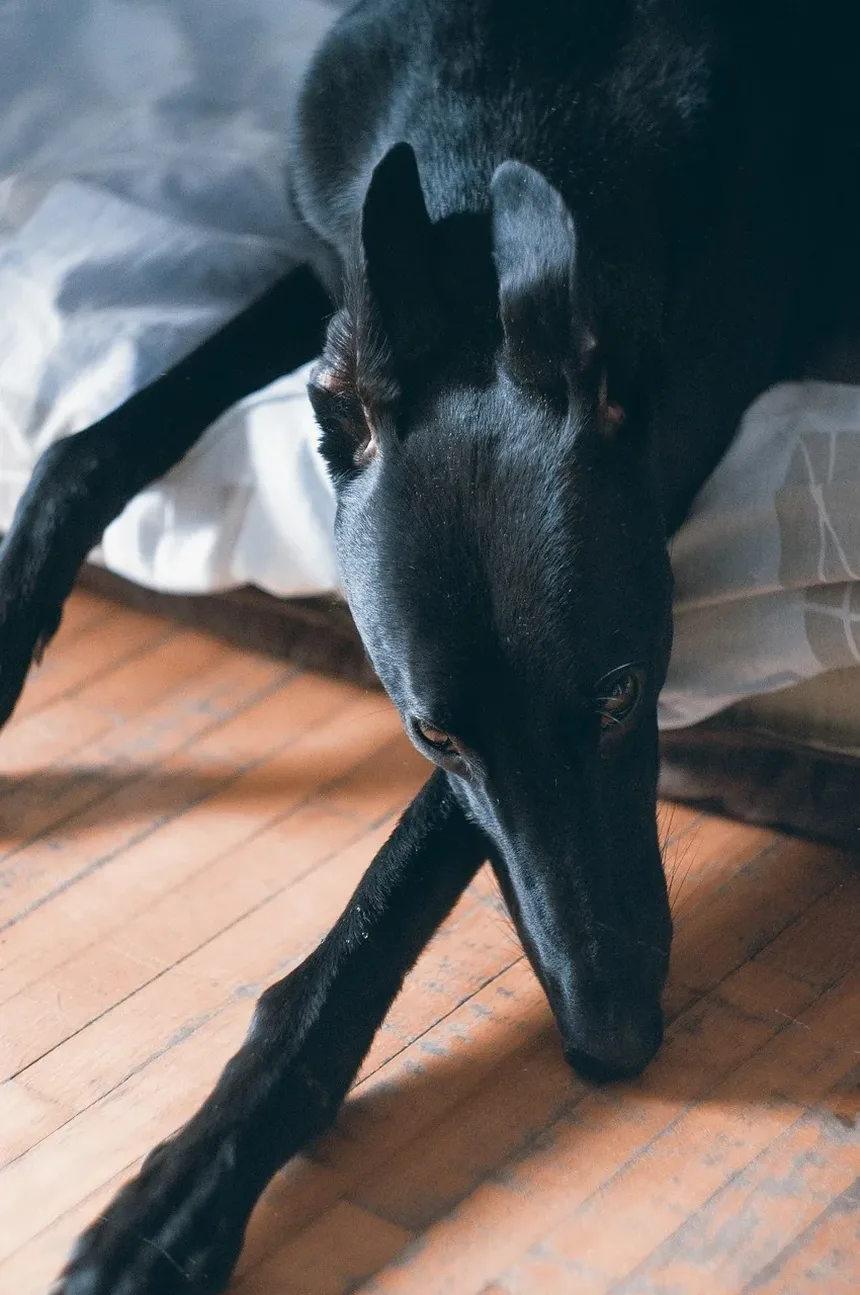 Cães Podem Ser Veganos e Saudáveis?