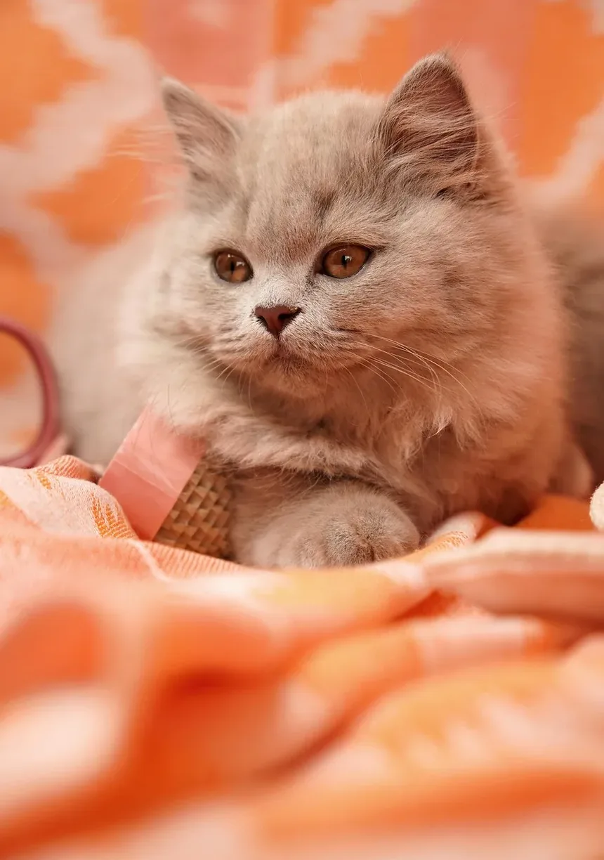 Você Consegue Ver Ovos de Pulga em um Gato? Entendendo Infestações de Pulgas