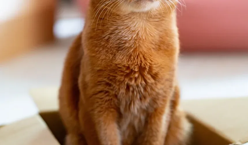 Você Consegue Ver Ovos de Pulga em um Gato? Entendendo Infestações de Pulgas