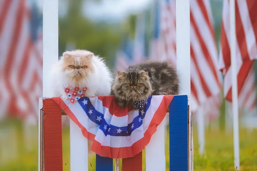 Você Consegue Ver Ovos de Pulga em um Gato? Entendendo Infestações de Pulgas