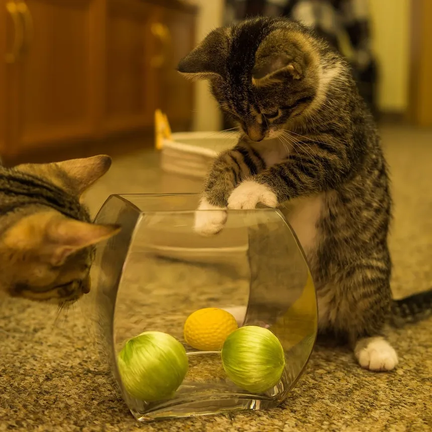 Essenciais do Kit de Primeiros Socorros para Gatos: O Que Você Precisa Preparar
