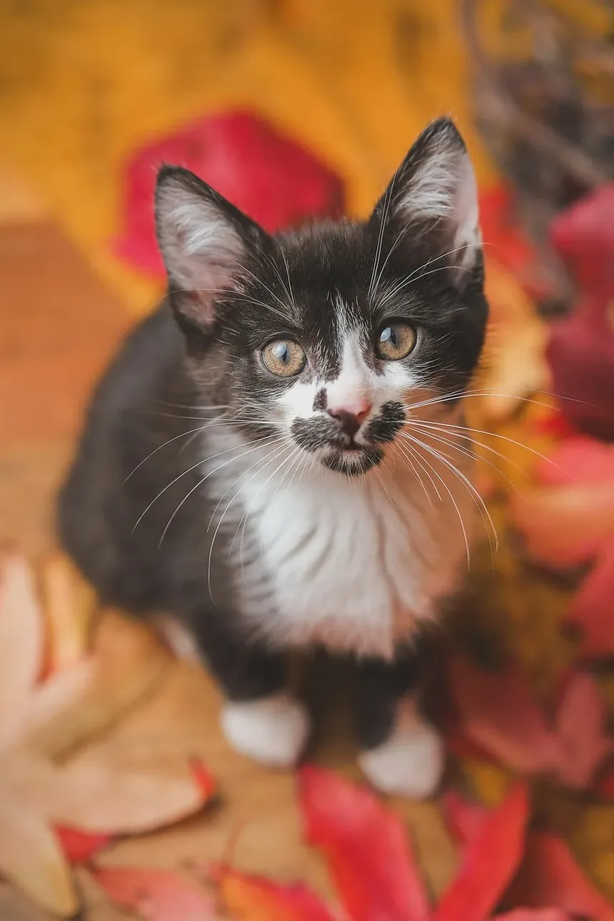 Tratamento da Infecção Respiratória por Herpes em Gatos: Um Guia Completo
