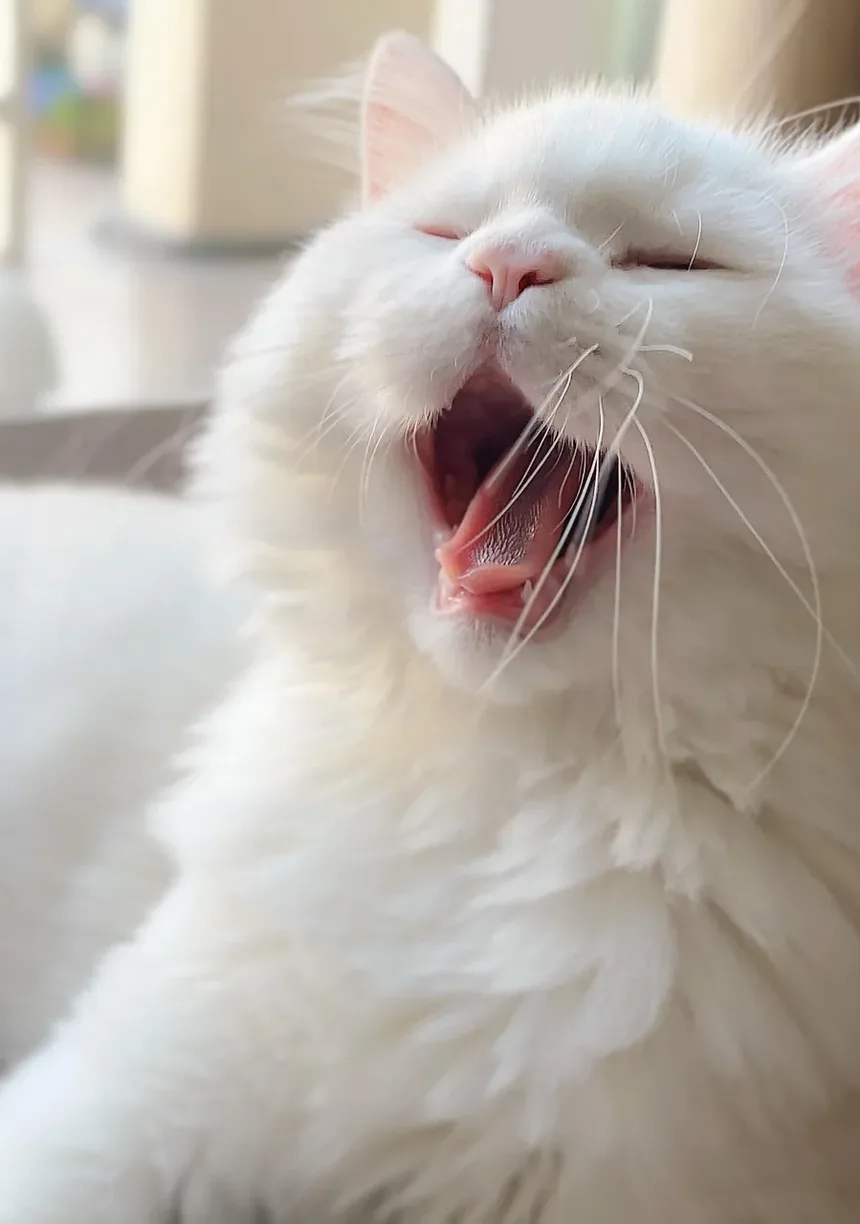 Tratamento da Infecção Respiratória por Herpes em Gatos: Um Guia Completo