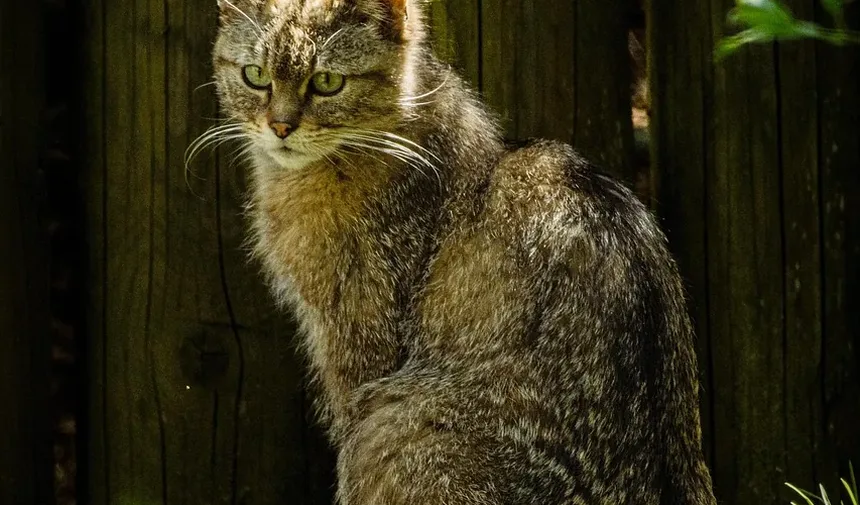 Tratamento da Infecção Respiratória por Herpes em Gatos: Um Guia Completo