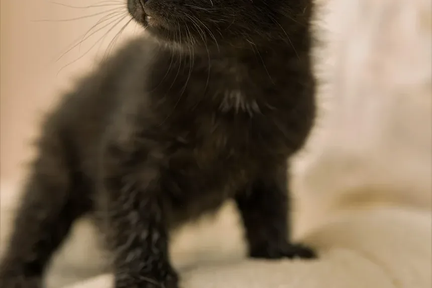 Tratamento da Infecção Respiratória por Herpes em Gatos: Um Guia Completo
