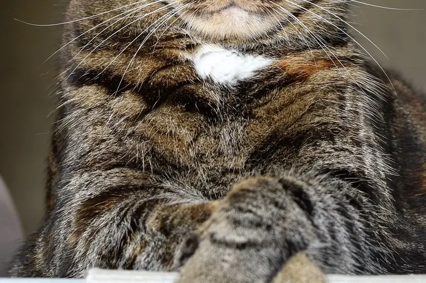 Cronograma de Vacinação para Gatos Adultos: Um Guia Completo