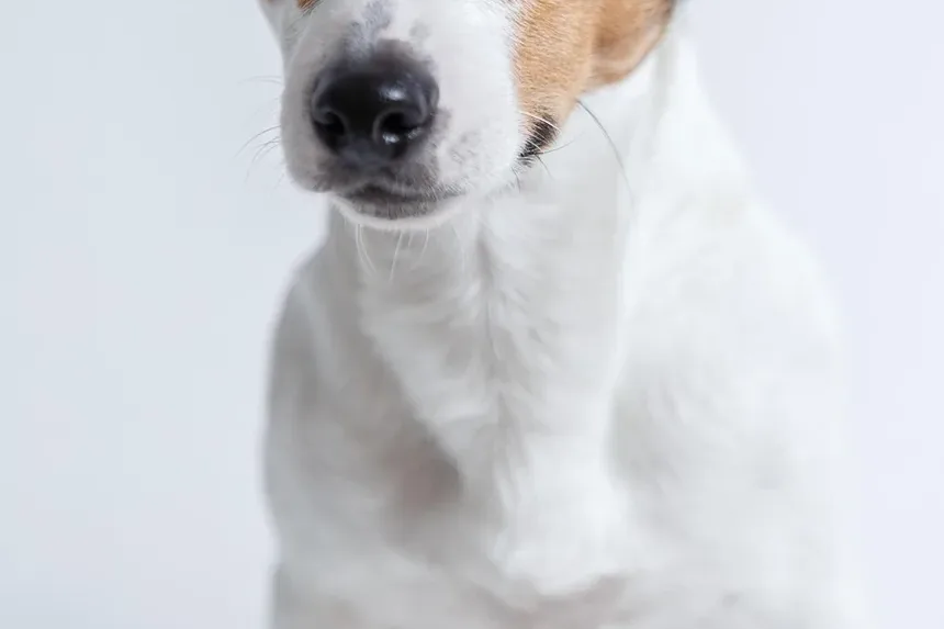 Efeitos Colaterais da Vacina contra Cinomose em Cães: Considerações a Longo Prazo