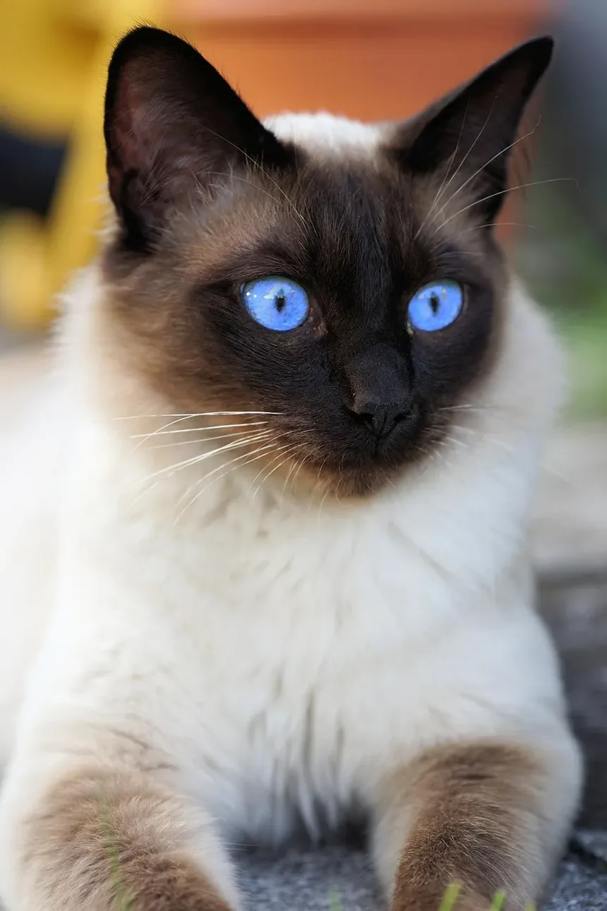 O Comportamento dos Gatos Muda Após a Castração?
