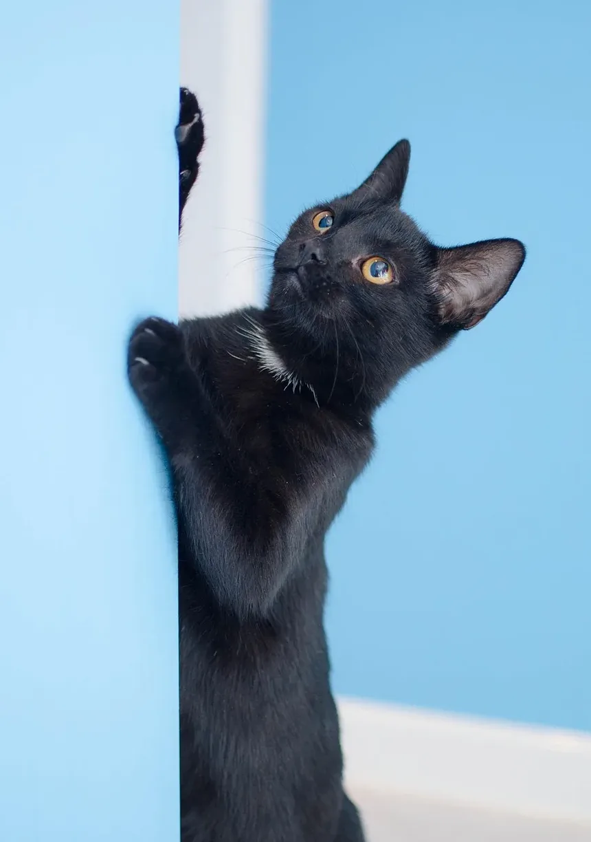 O Comportamento dos Gatos Muda Após a Castração?