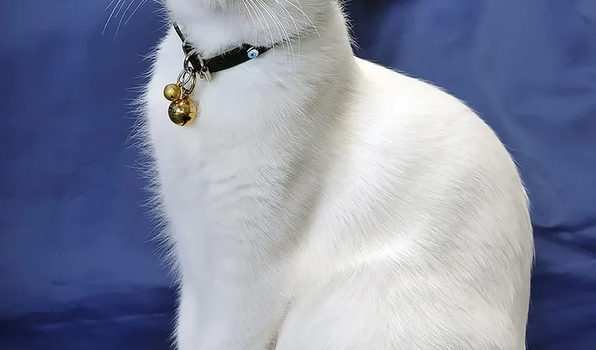 O Comportamento dos Gatos Muda Após a Castração?