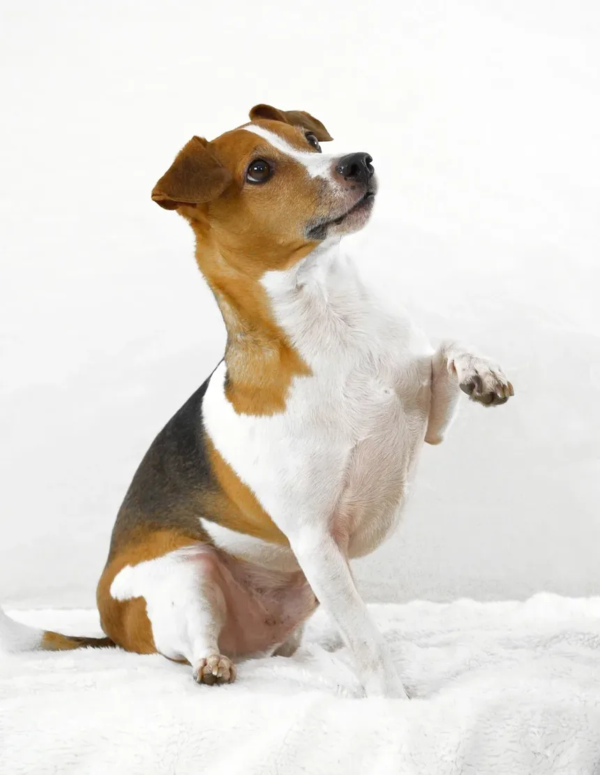 Primeiros Socorros de Emergência para Cães: Um Guia Abrangente para Proprietários de Animais de Estimação