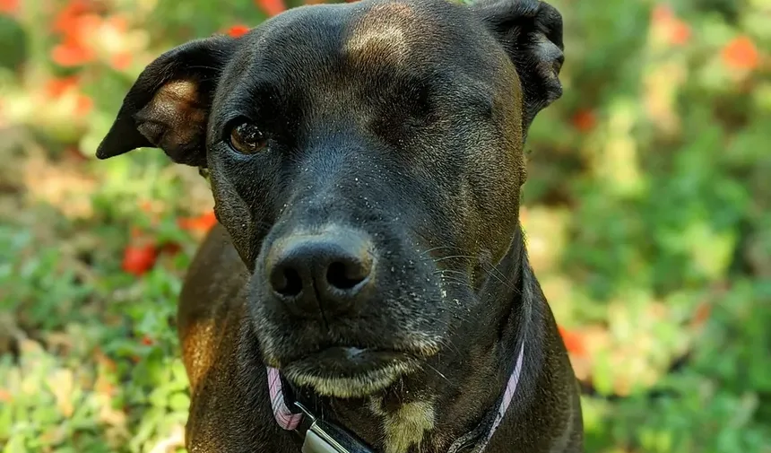 Primeiros Socorros de Emergência para Cães: Um Guia Abrangente para Proprietários de Animais de Estimação