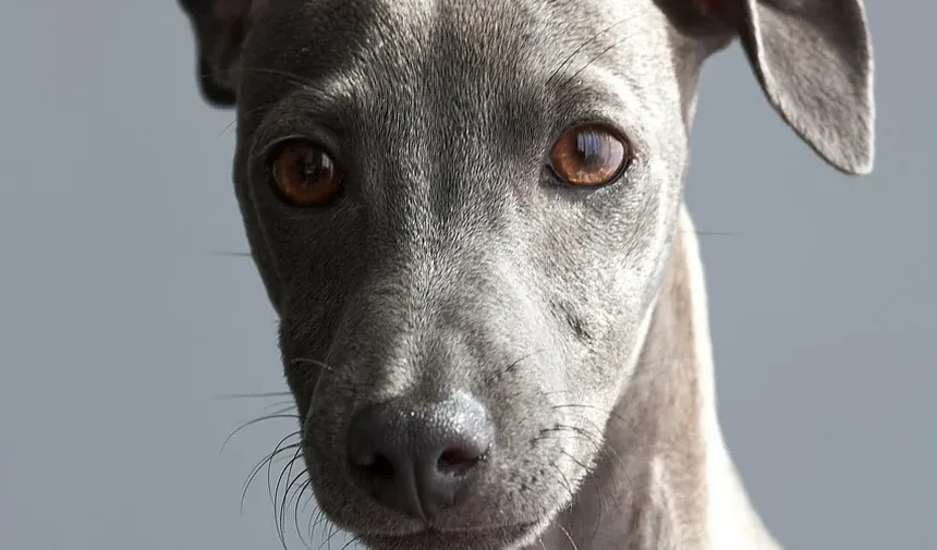 Alimentos Tóxicos para Cães na Austrália: Um Guia Essencial para Donos de Animais